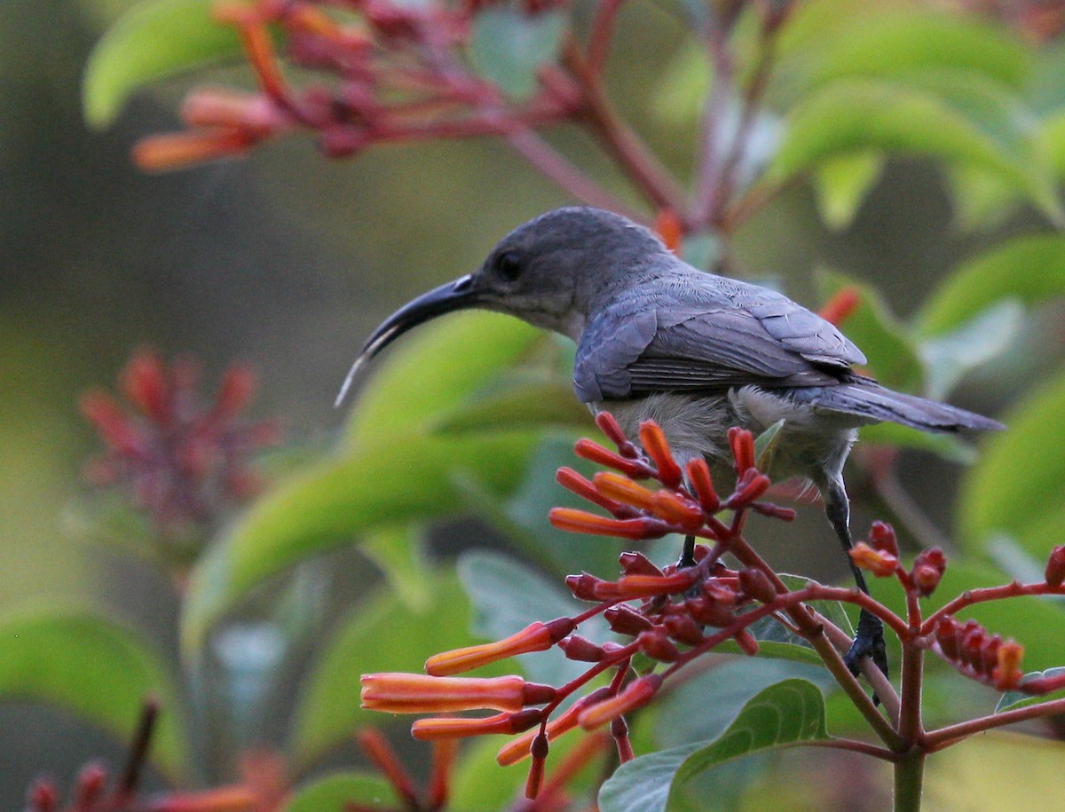 Mouse-colored Sunbird - ML48398601