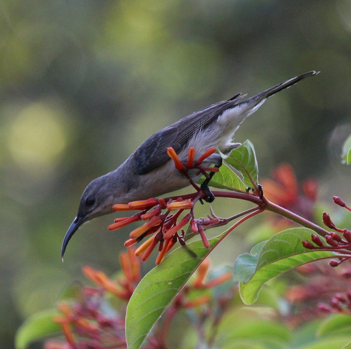 Mouse-colored Sunbird - ML48398631