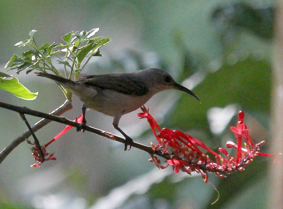 Mouse-colored Sunbird - ML48398741