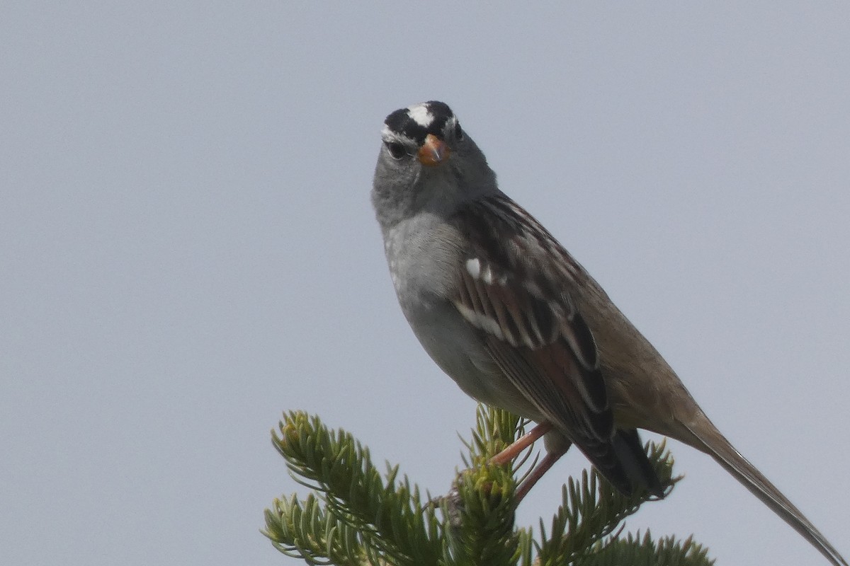White-crowned Sparrow - ML483989281