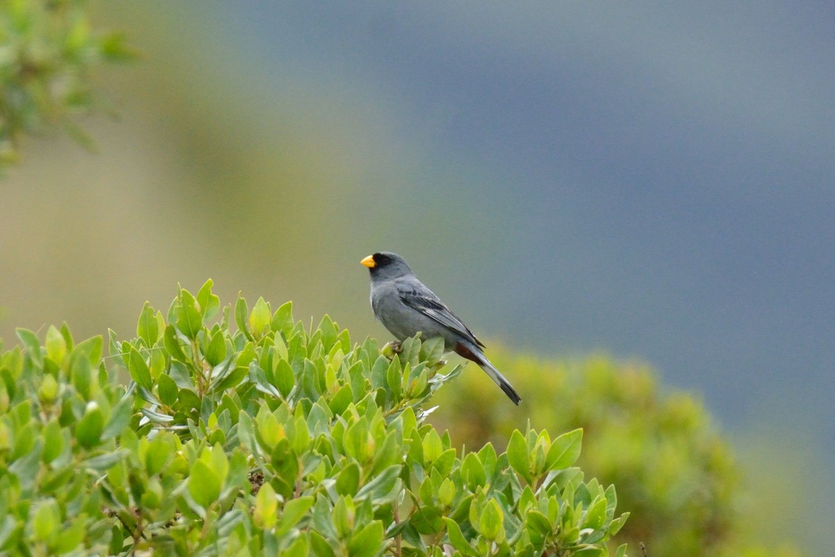 Band-tailed Seedeater - ML48399111