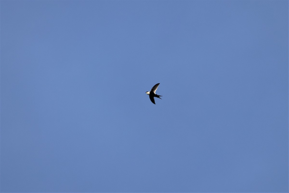 Lesser Swallow-tailed Swift - Russ Namitz
