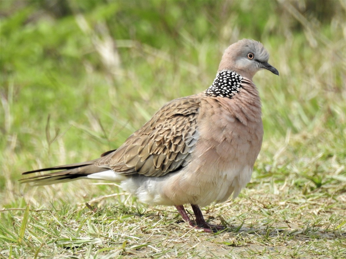 Spotted Dove - ML483999351