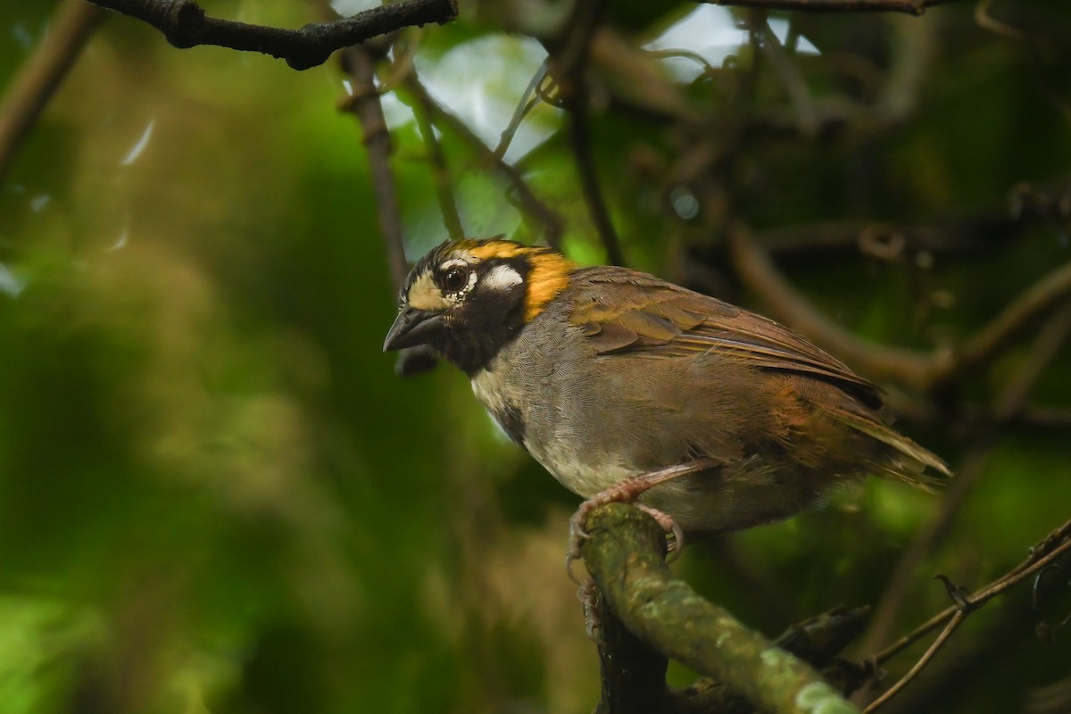 White-eared Ground-Sparrow - ML484000111