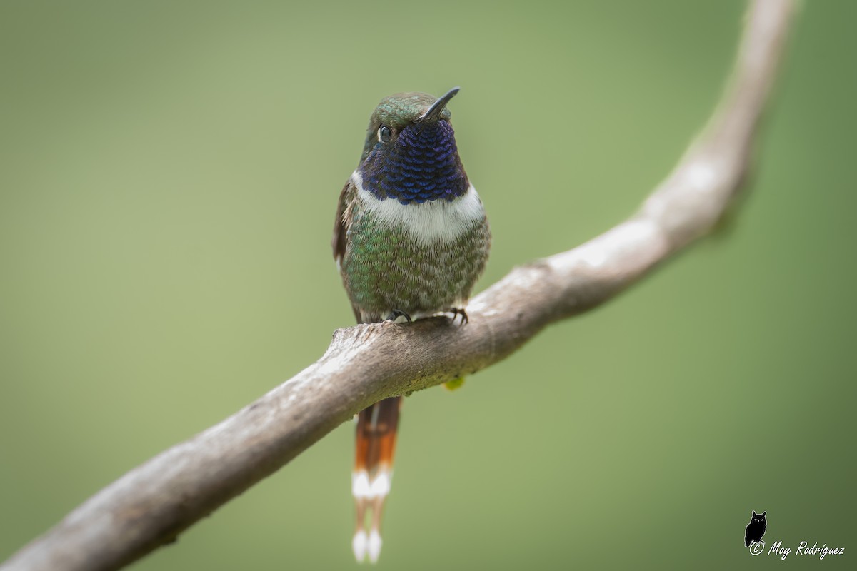 Sparkling-tailed Hummingbird - ML484000331