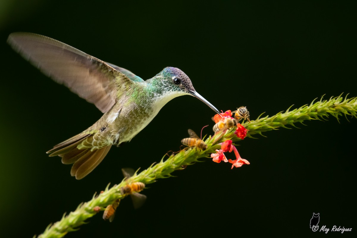 Azure-crowned Hummingbird - ML484000391