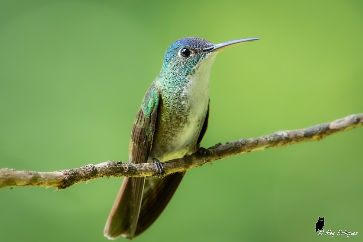 Azure-crowned Hummingbird - ML484000401