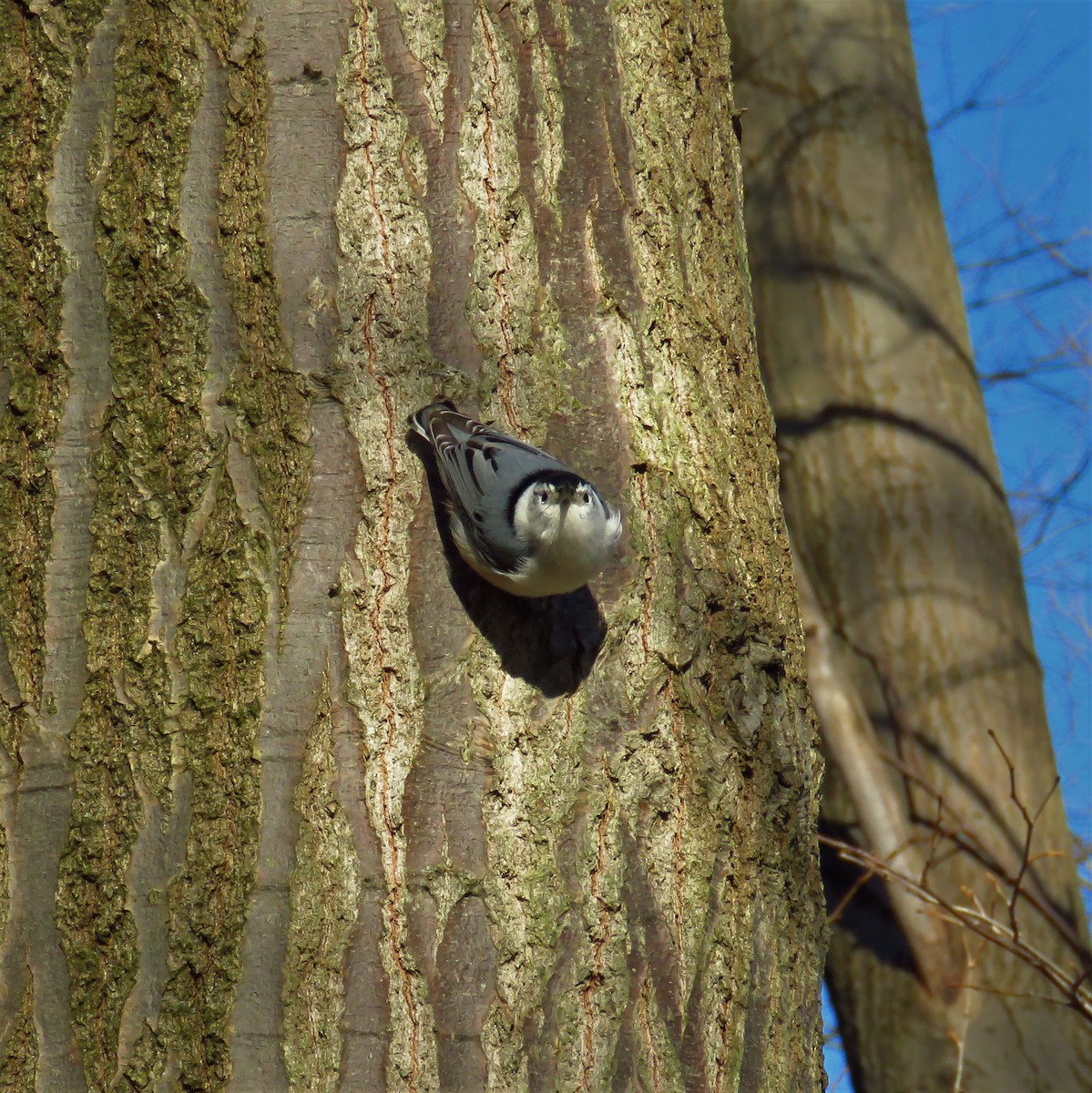 White-breasted Nuthatch - ML48400041