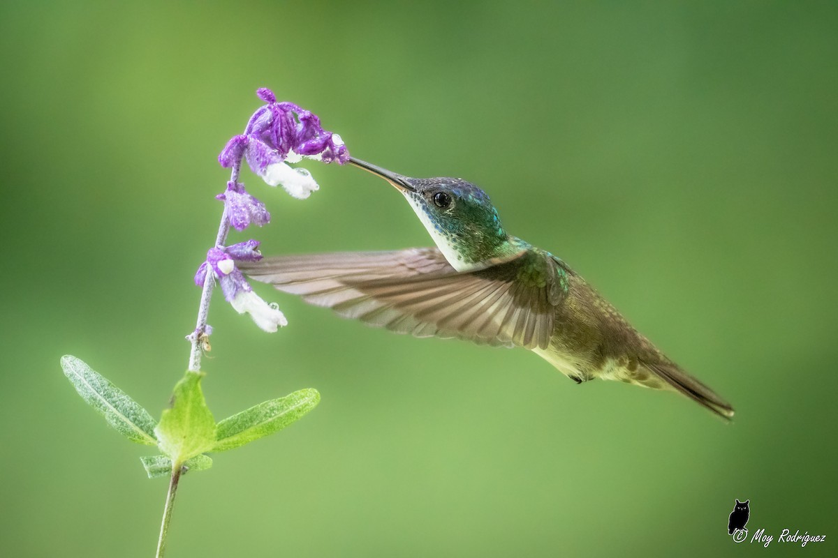 Azure-crowned Hummingbird - ML484000411