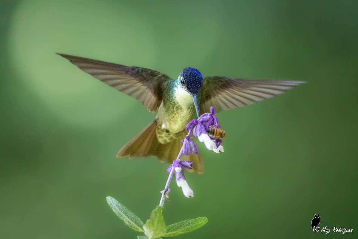 Azure-crowned Hummingbird - ML484000421