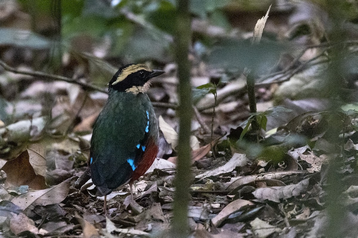 Green-breasted Pitta - ML484001561