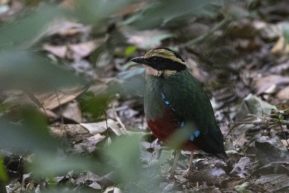 Green-breasted Pitta - ML484001571