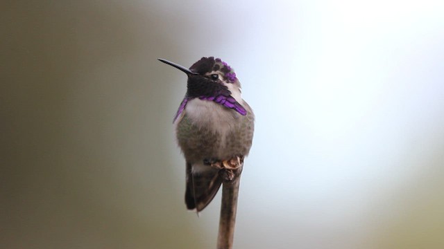 Costa's Hummingbird - ML484002221