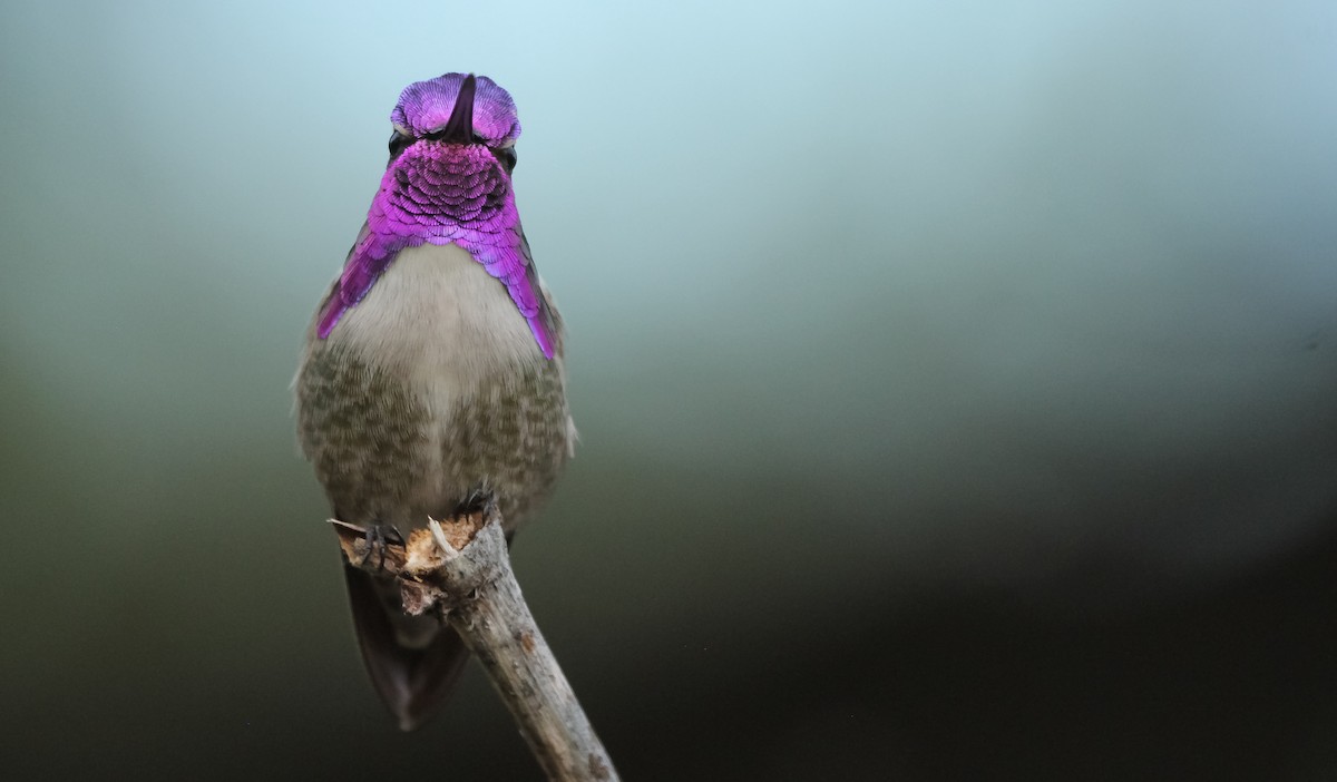 Costa's Hummingbird - Liam Huber