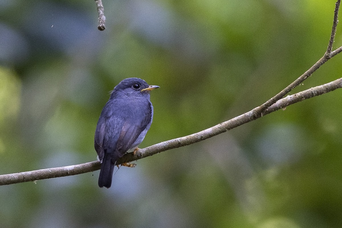 Yellow-footed Flycatcher - ML484009491