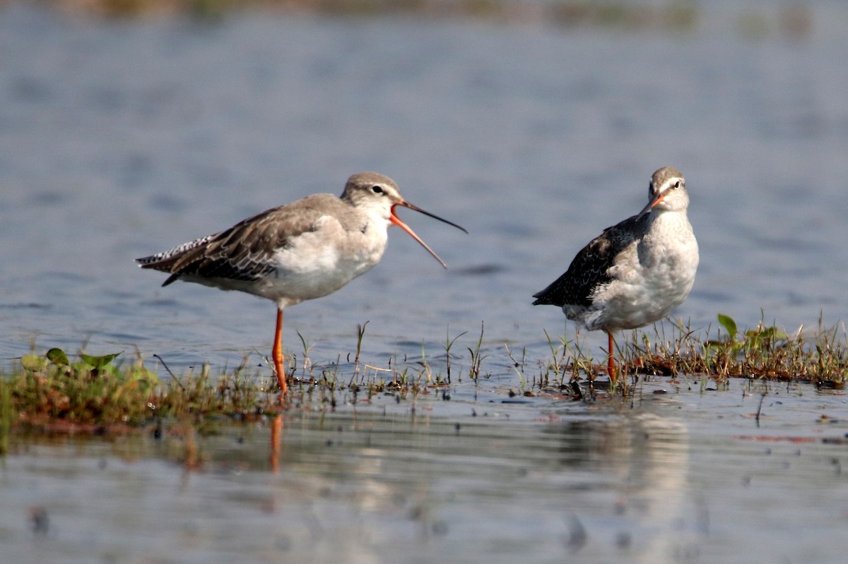 Spotted Redshank - ML48401081
