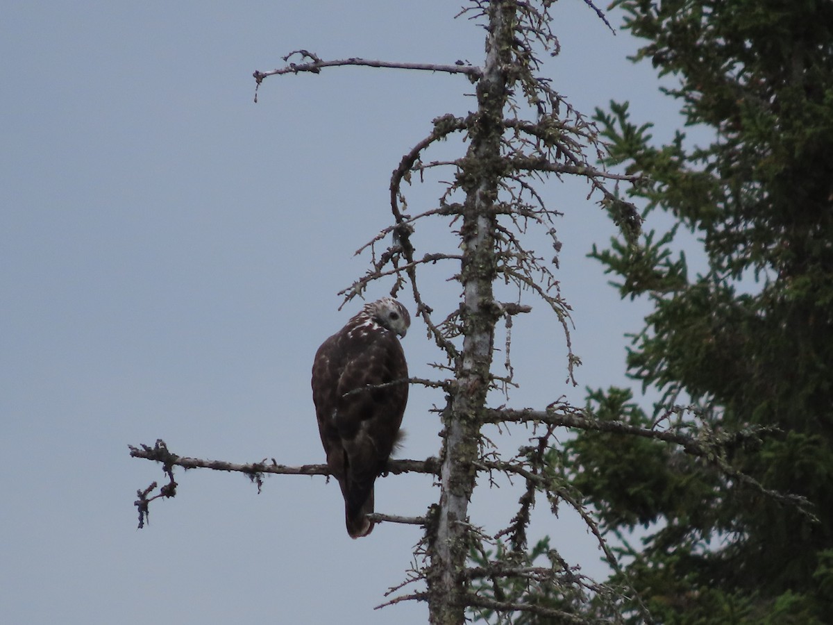 Red-tailed Hawk (Harlan's) - ML484011731