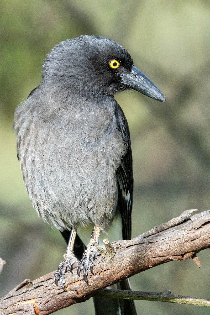 Pied Currawong - Duncan Henderson