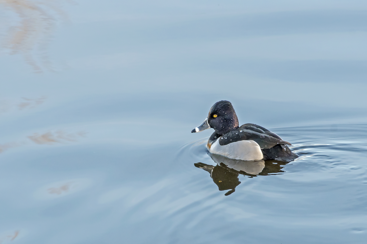 Ring-necked Duck - ML48402841