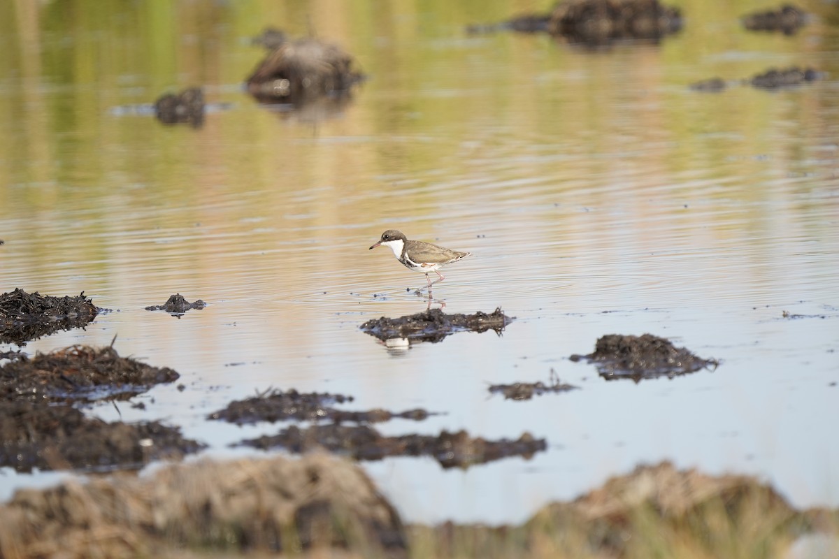 Red-kneed Dotterel - ML484028621