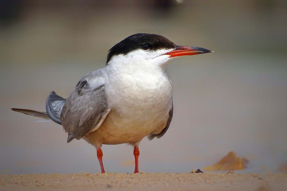Common Tern - SIDDHESWAR BANERJEE