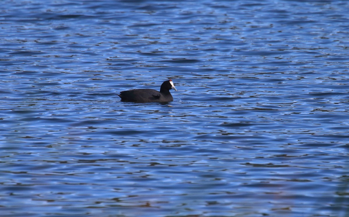 Red-knobbed Coot - ML484035221