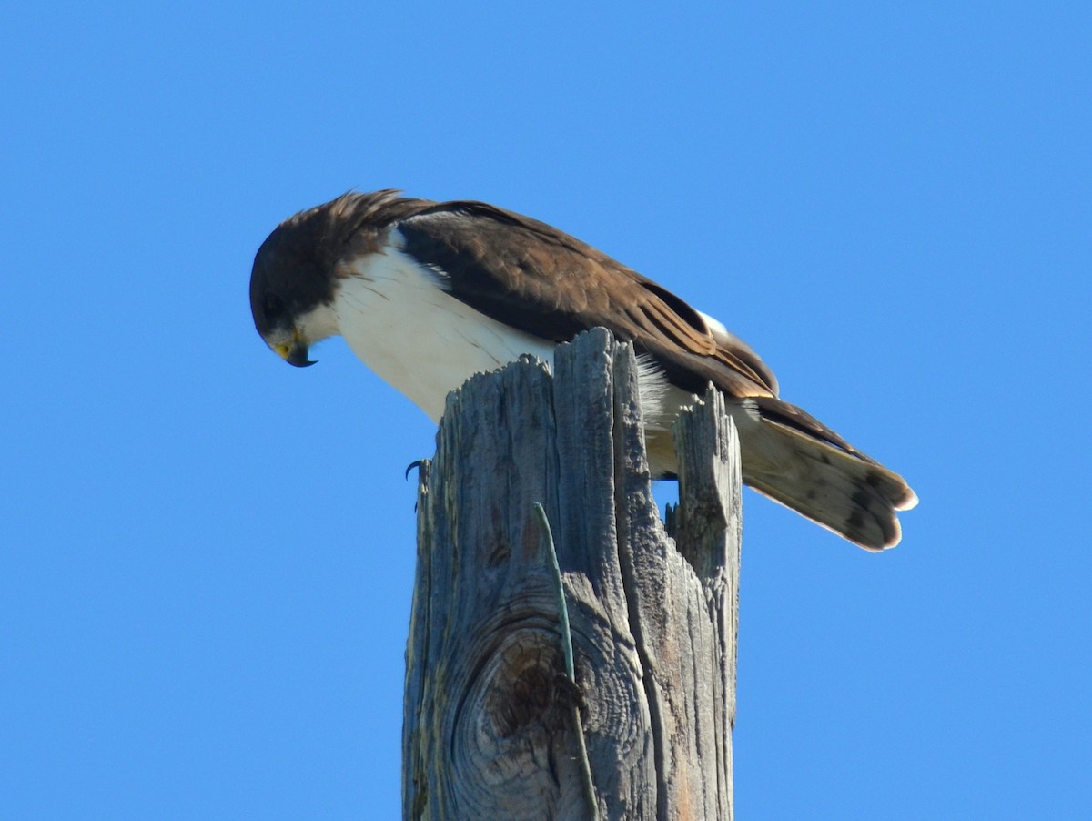 Short-tailed Hawk - Jody Shugart