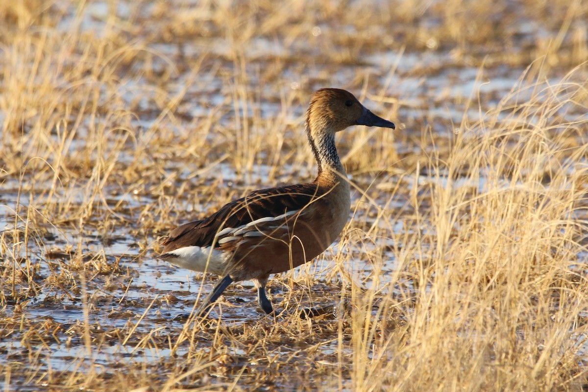 Fulvous Whistling-Duck - ML484037451