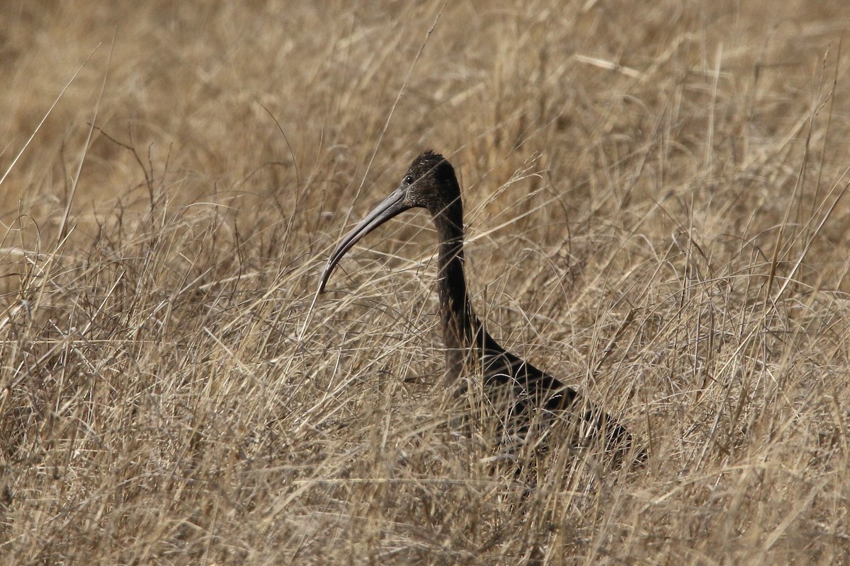 ibis hnědý - ML484037591