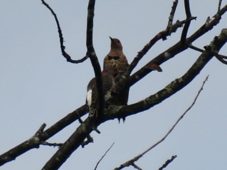 Northern Flicker (Yellow-shafted) - ML484039981