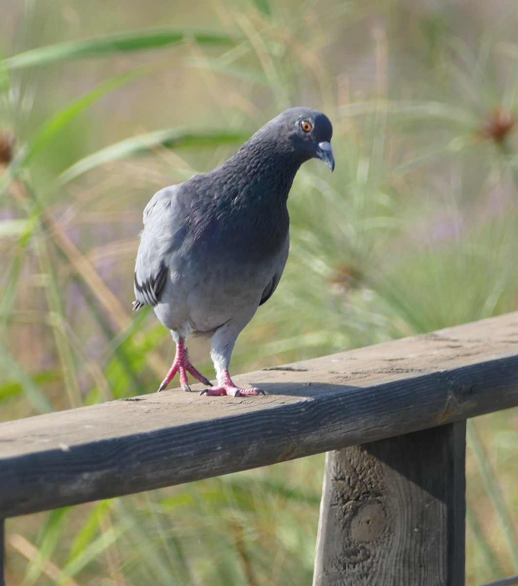 Rock Pigeon (Feral Pigeon) - ML484040961