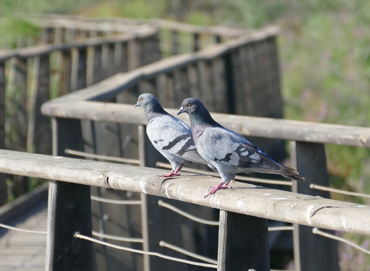 Rock Pigeon (Feral Pigeon) - ML484041081