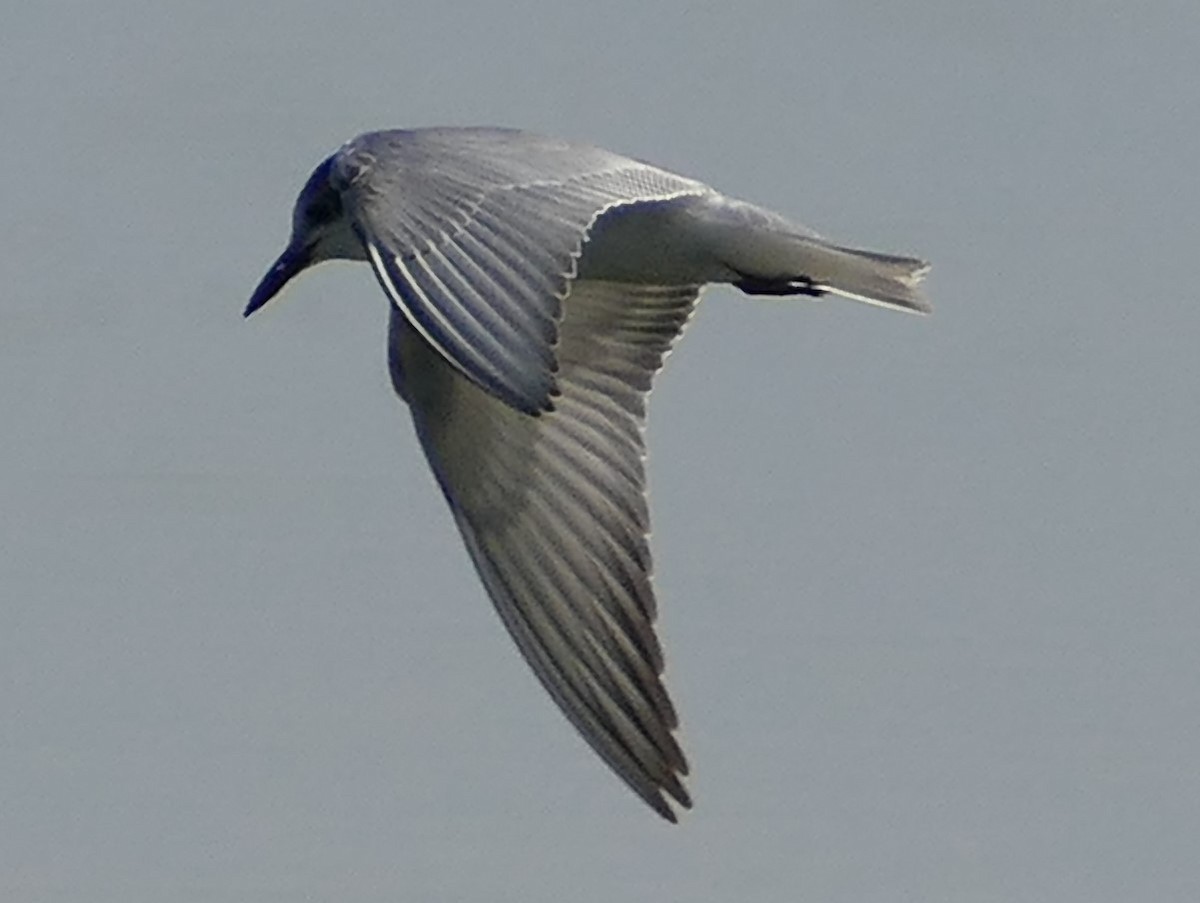 Common Tern - ML484041371