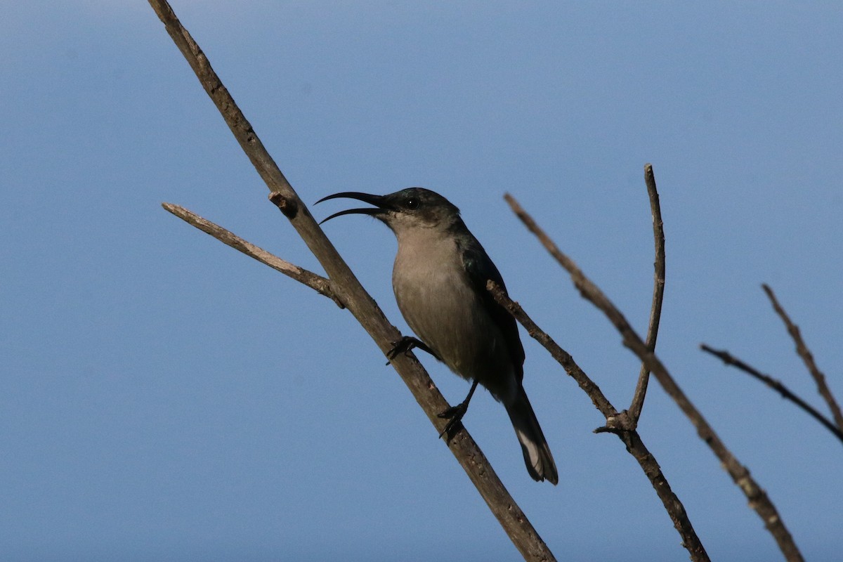 Mouse-colored Sunbird - ML484042221