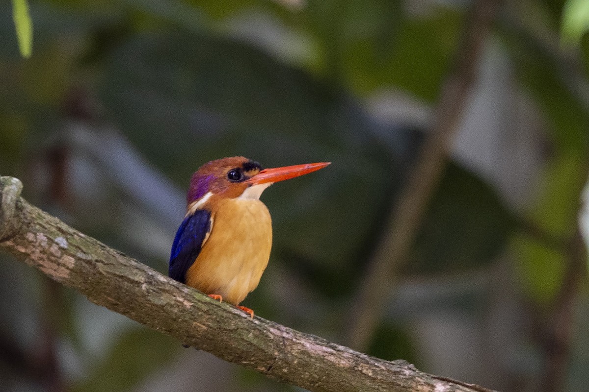 African Dwarf Kingfisher - Niall D Perrins