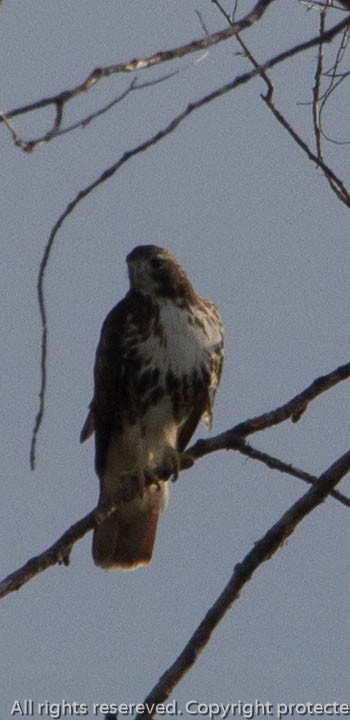 Red-tailed Hawk (abieticola) - ML484047181
