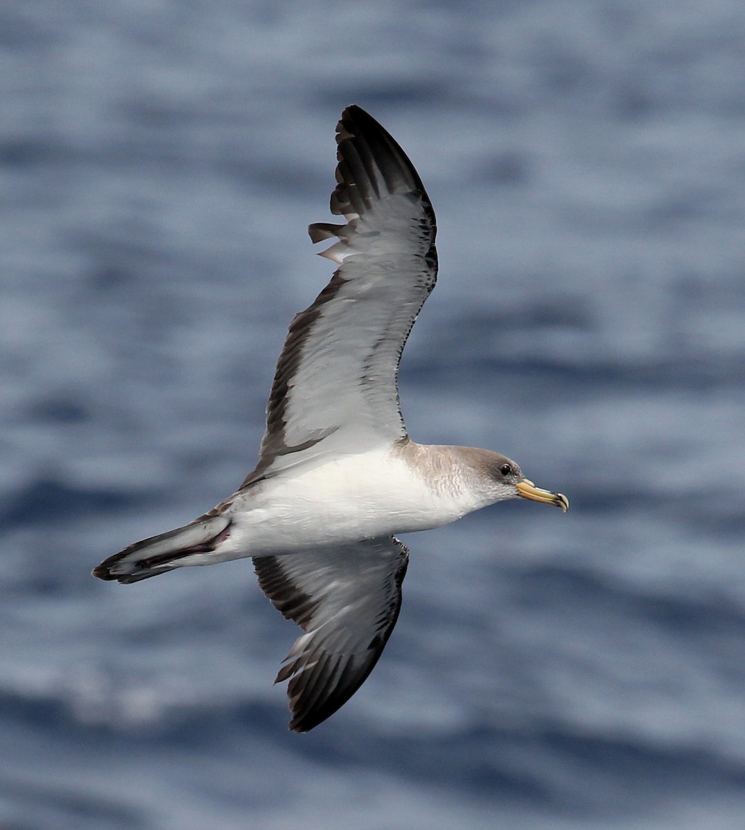 Cory's/Great Shearwater - Hal and Kirsten Snyder