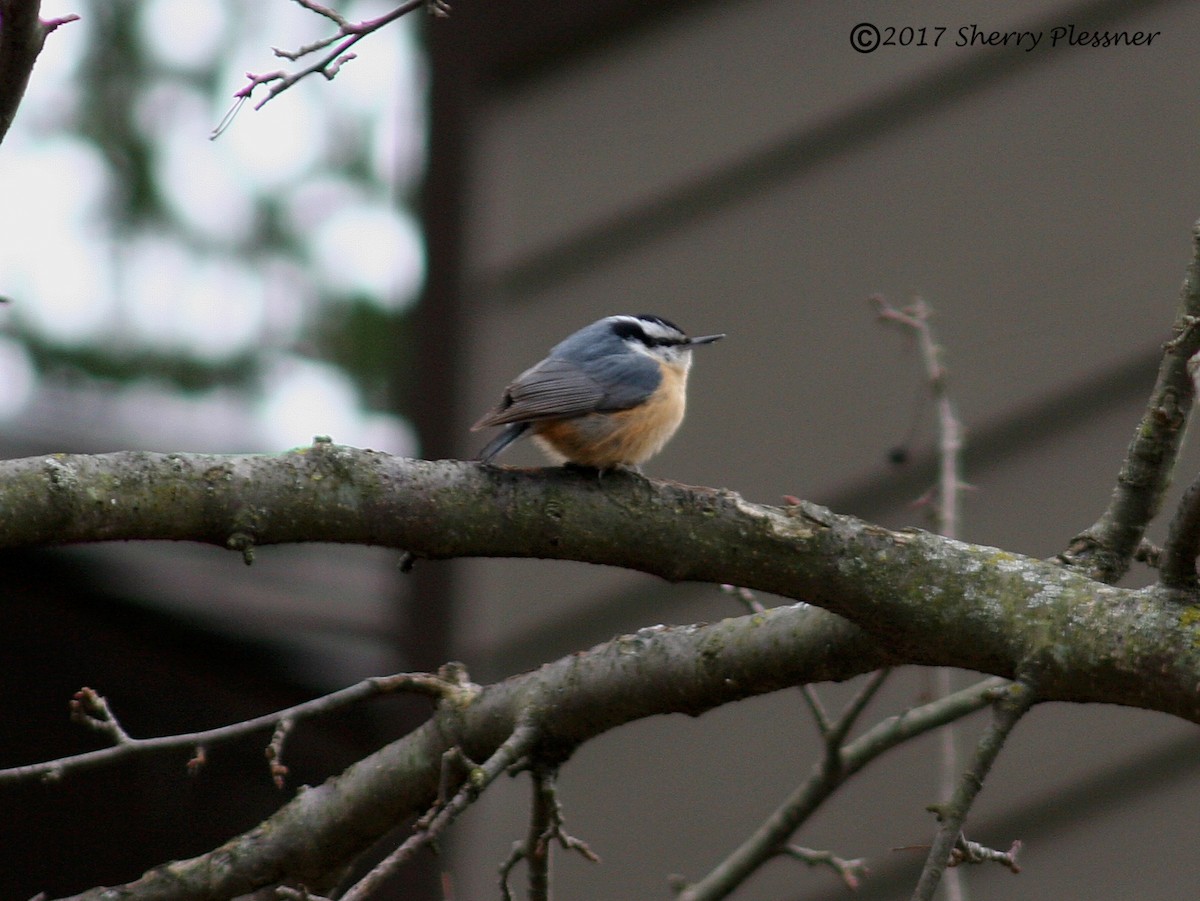 Red-breasted Nuthatch - ML48404921