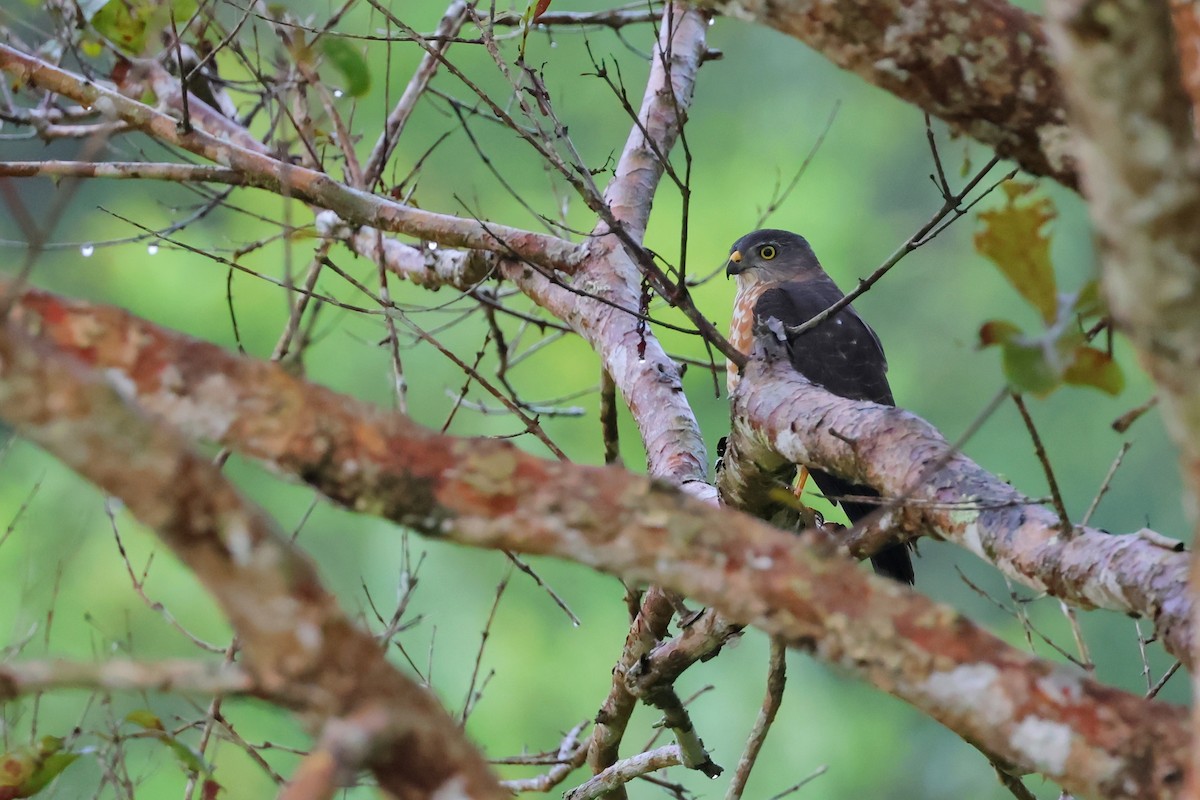 Chinese Sparrowhawk - Nattapong Banhomglin