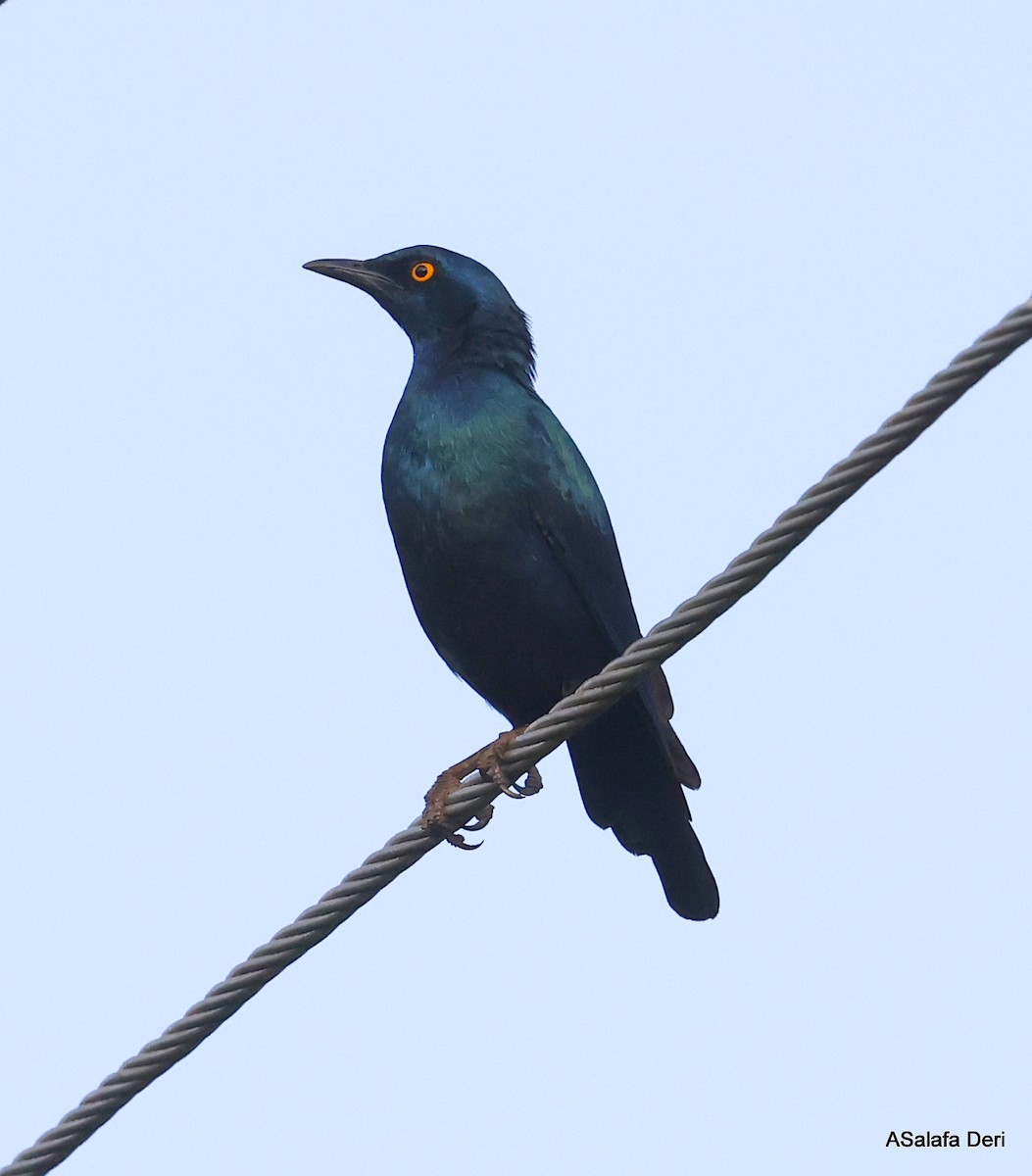 Bronze-tailed Starling - ML484054531