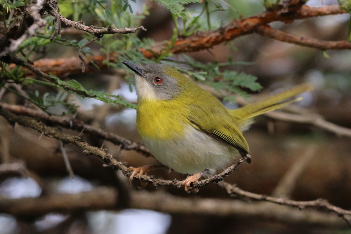Yellow-breasted Apalis - ML484059581