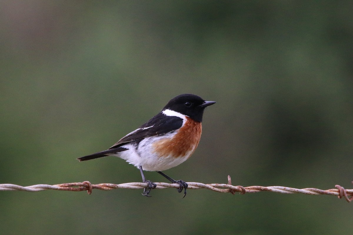 African Stonechat - ML484059781