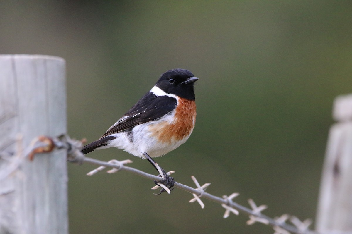 African Stonechat - ML484060841