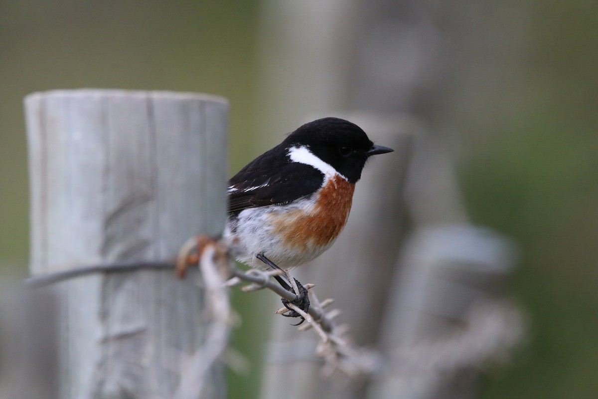 African Stonechat - ML484060871