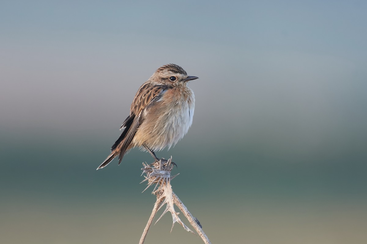 Whinchat - ML484060961