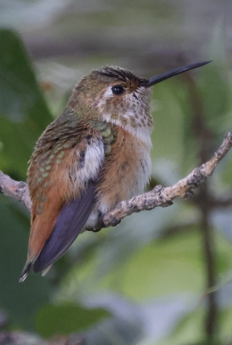 Rufous Hummingbird - Scott Ray