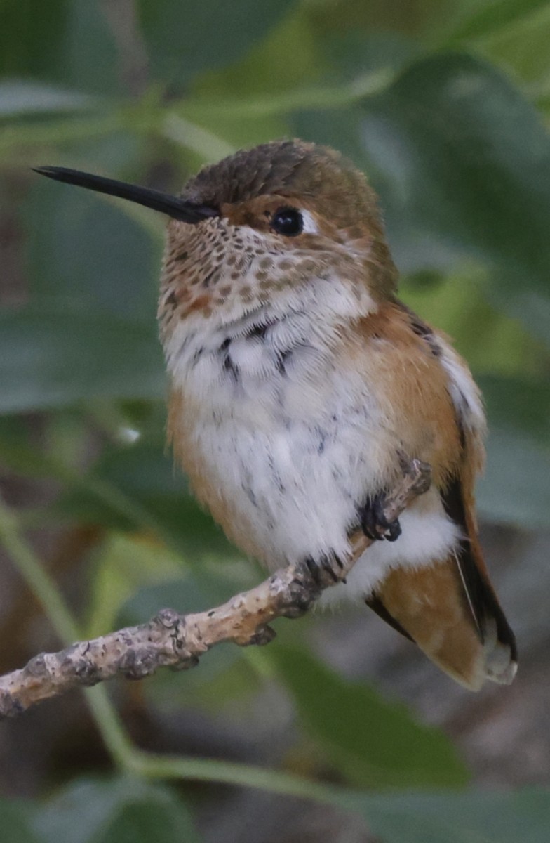 Rufous Hummingbird - ML484066561