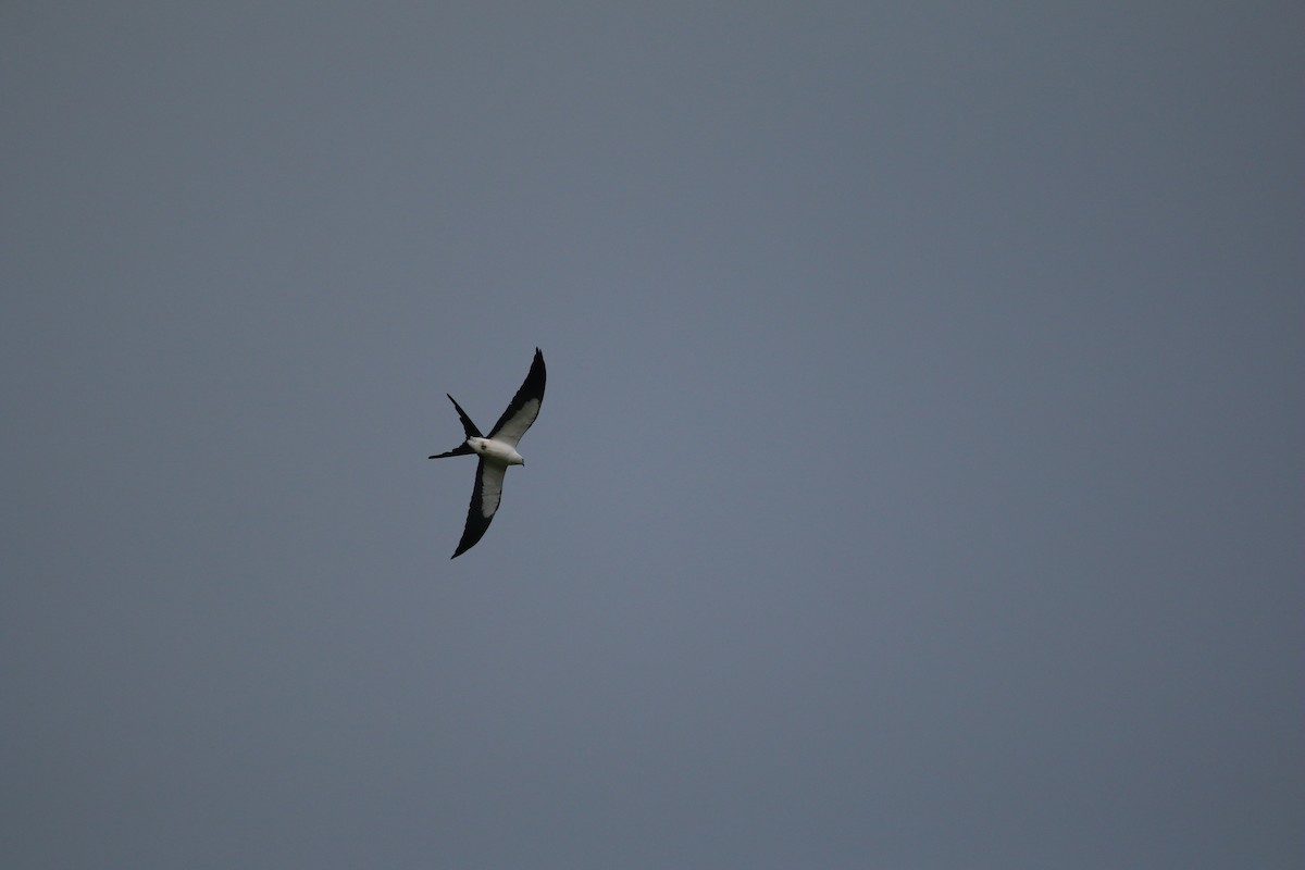Swallow-tailed Kite - Stefano Ianiro