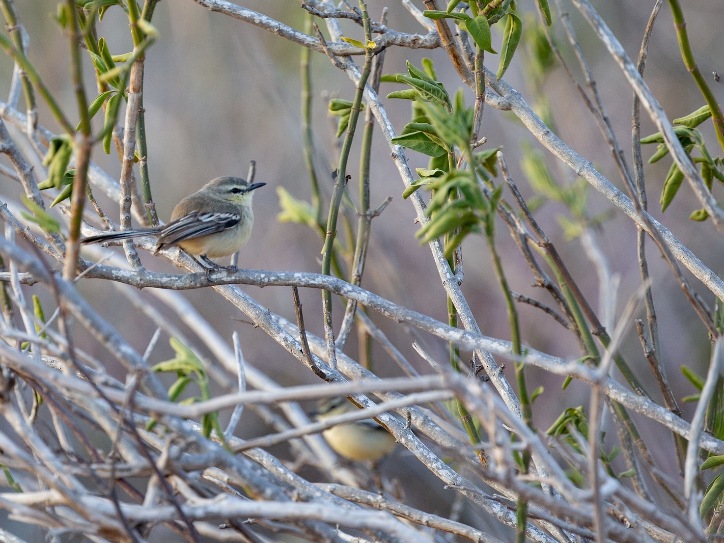 Rabicano menor (bahiae) - eBird