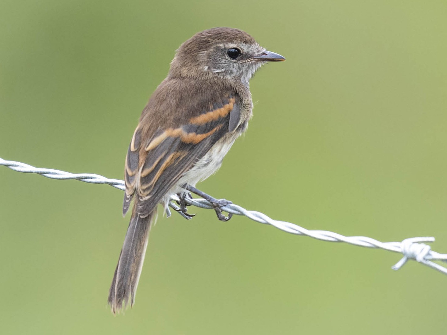 Bran-colored Flycatcher (Mouse-gray) - eBird